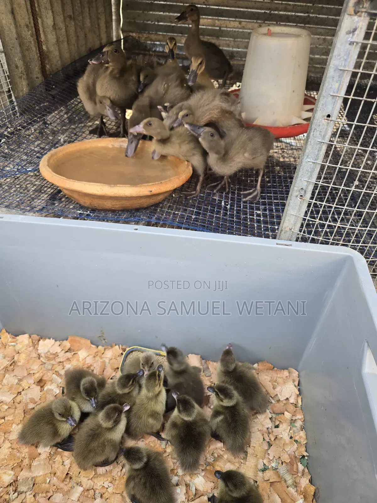 Pure Khaki Campbells(Day Olds) for Sale