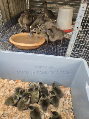 Pure Khaki Campbells(Day Olds) for Sale