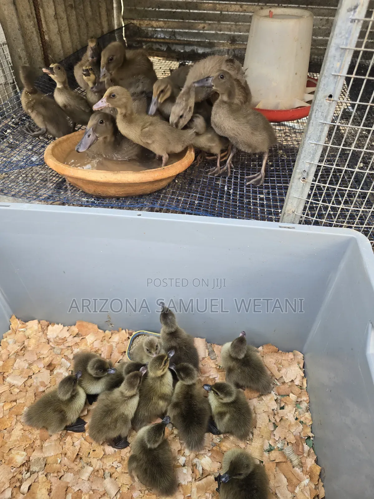 Pure Khaki Campbells(Day Olds) for Sale