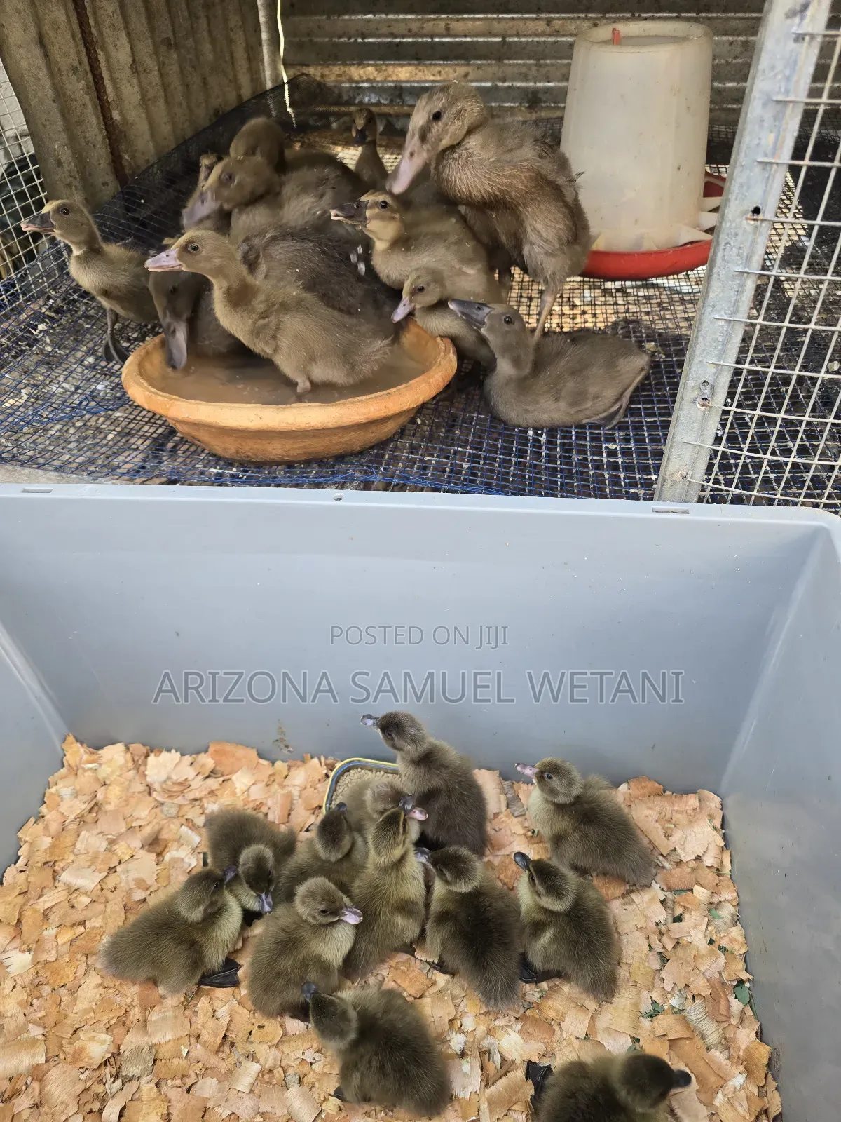 Pure Khaki Campbells(Day Olds) for Sale