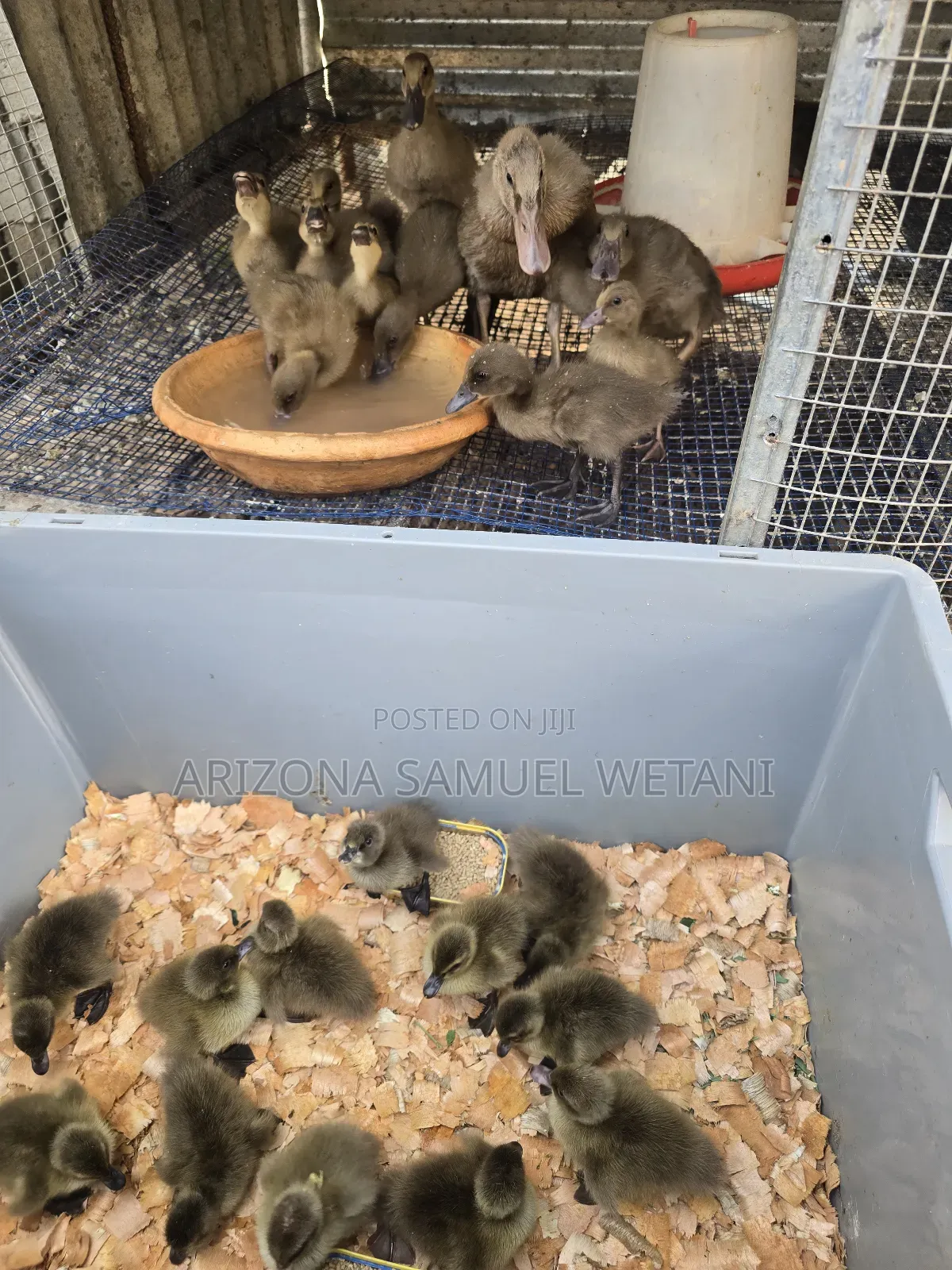 Pure Khaki Campbells(Day Olds) for Sale