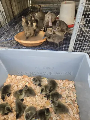 Pure Khaki Campbells(Day Olds) for Sale