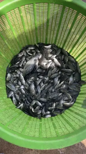 Fast Growing Tilapia Fingerlings