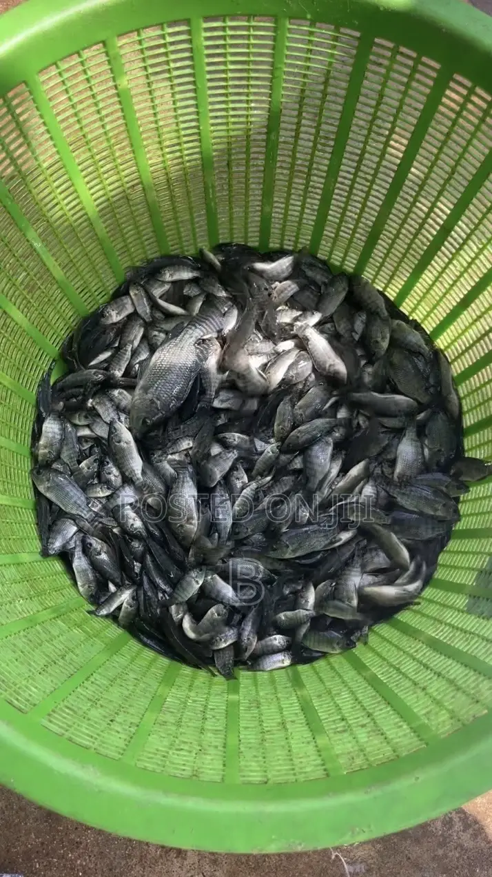 Tilapia Fingerlings / Fast Growing Tilapia