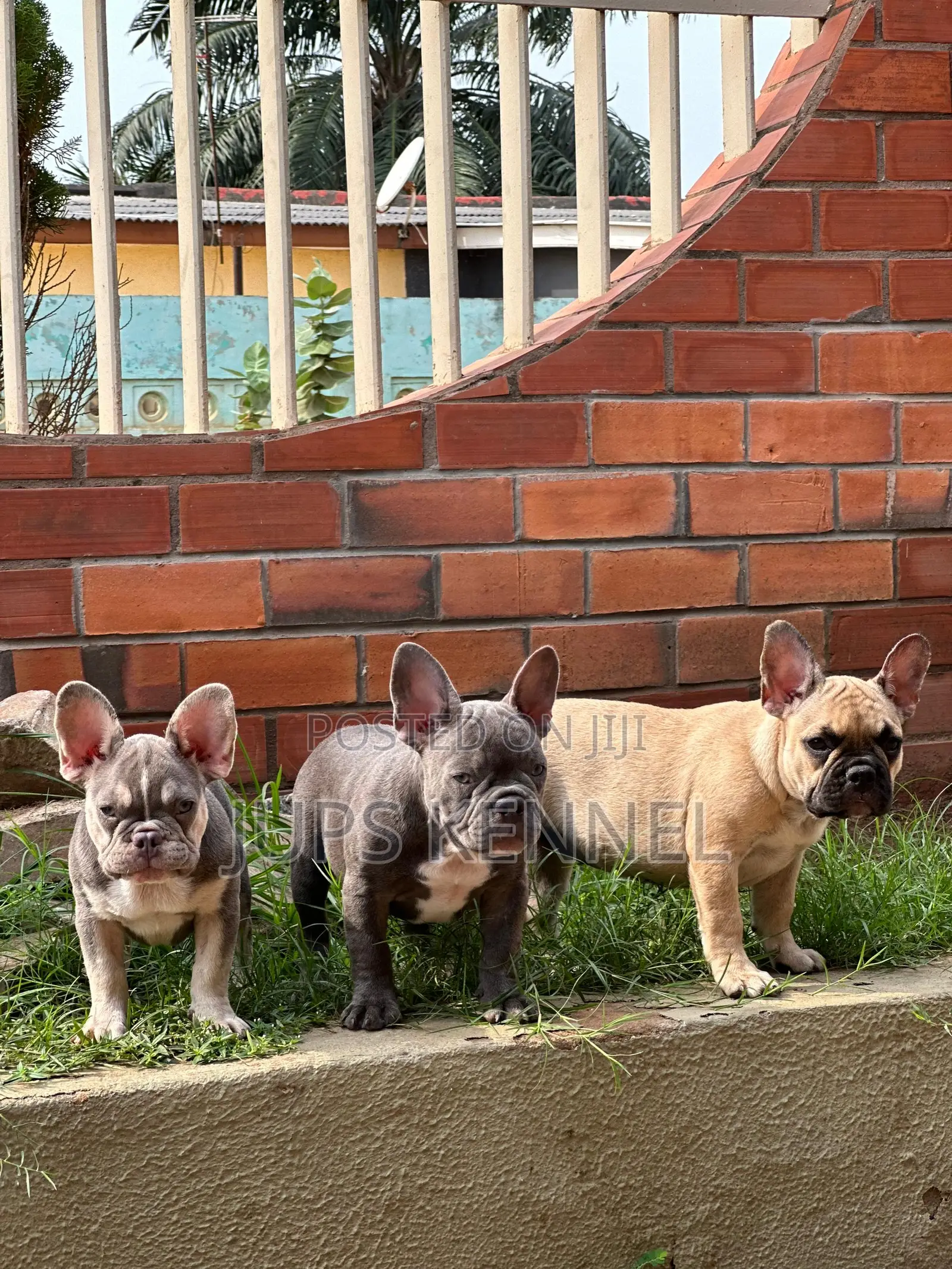 1-3 months Female Purebred French Bulldog