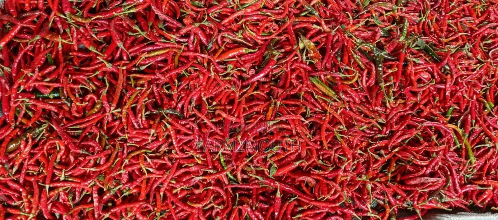 Dried Chilli Pepper