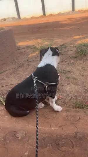 3-6 months Female Purebred American Pit Bull Terrier