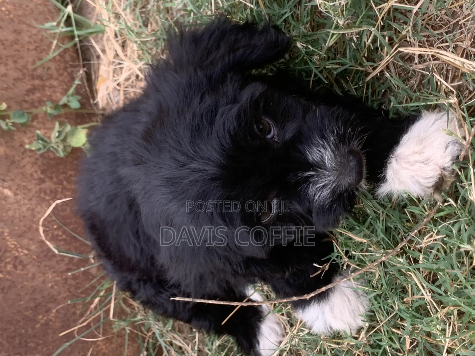 1-3 months Female Purebred Poodle