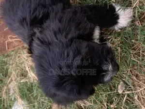 1-3 months Female Purebred Poodle