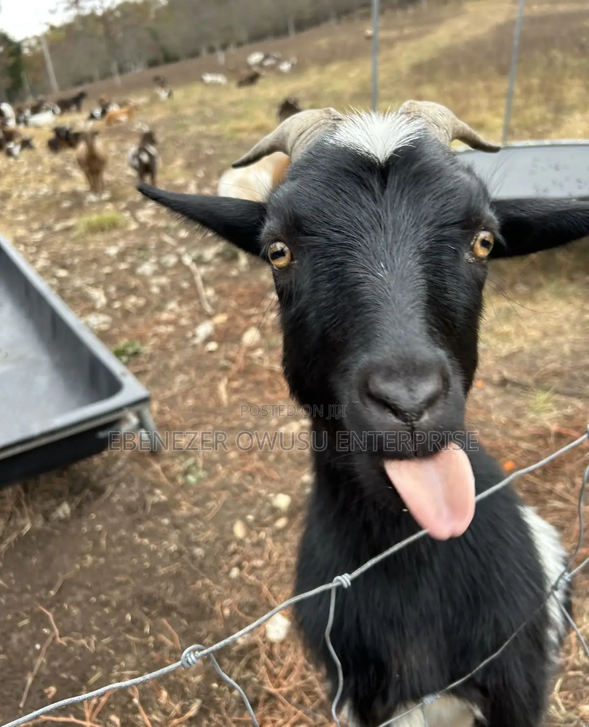 Goats for Sale