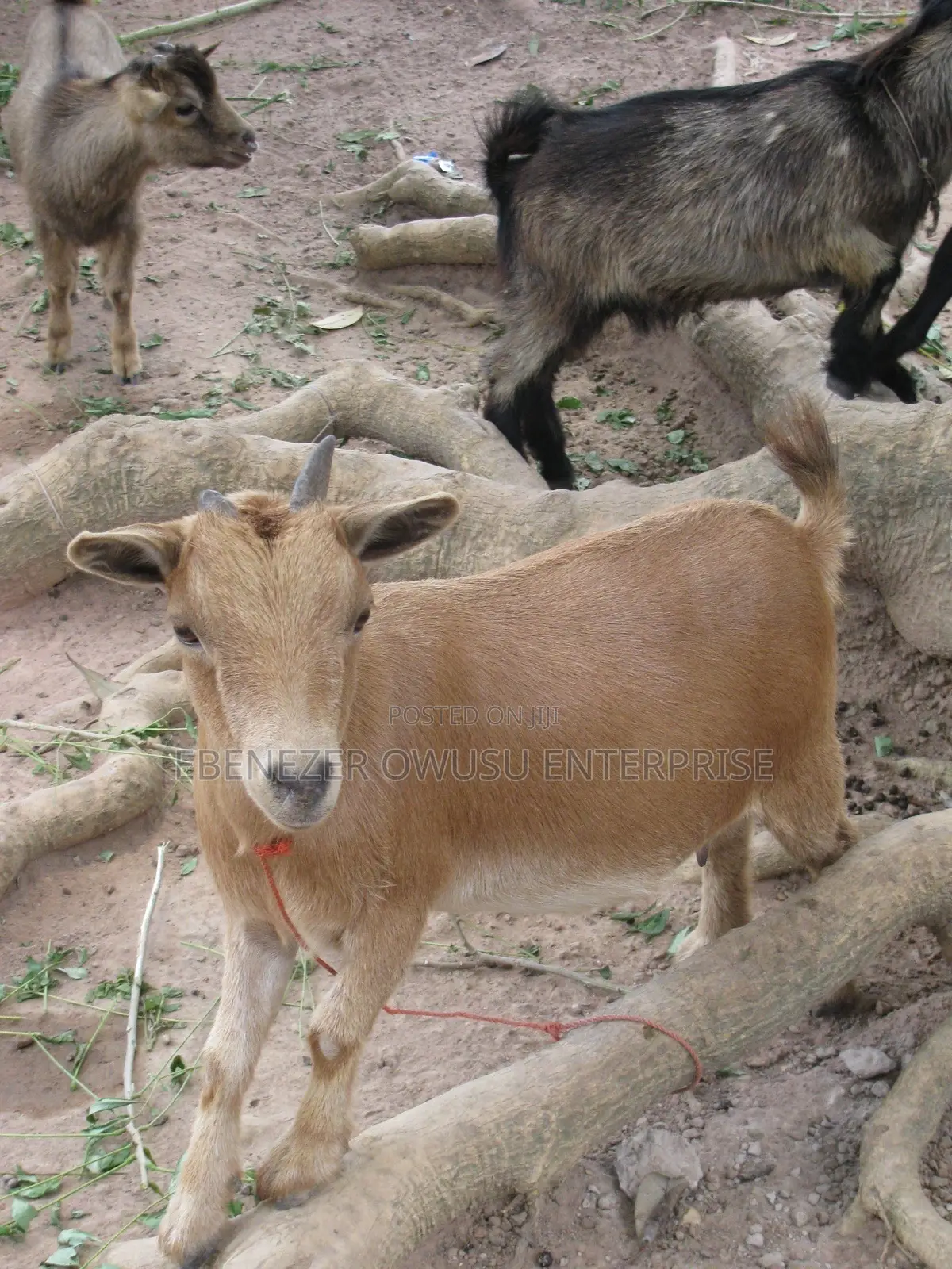 Goats for Sale