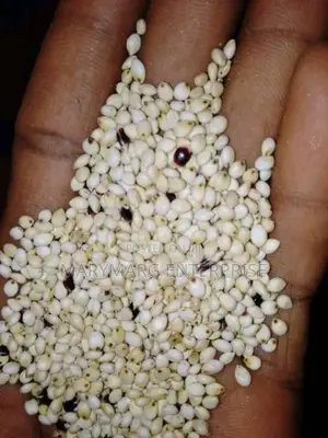 Sorghum (White and Red)