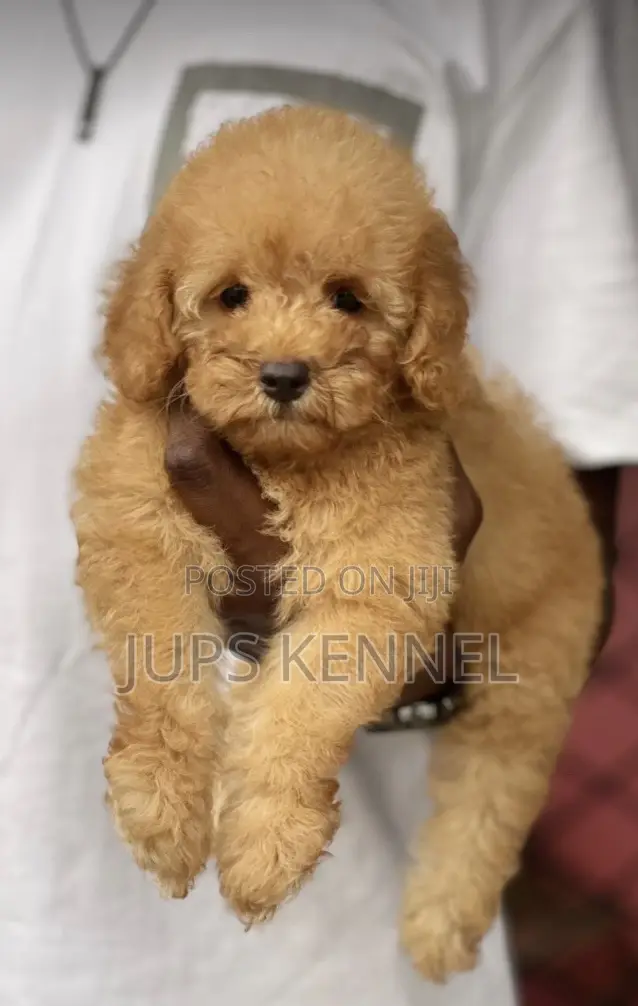 1-3 months Female Purebred Poodle