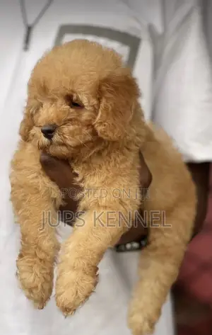 1-3 months Female Purebred Poodle