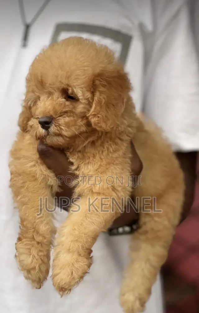 1-3 months Female Purebred Poodle