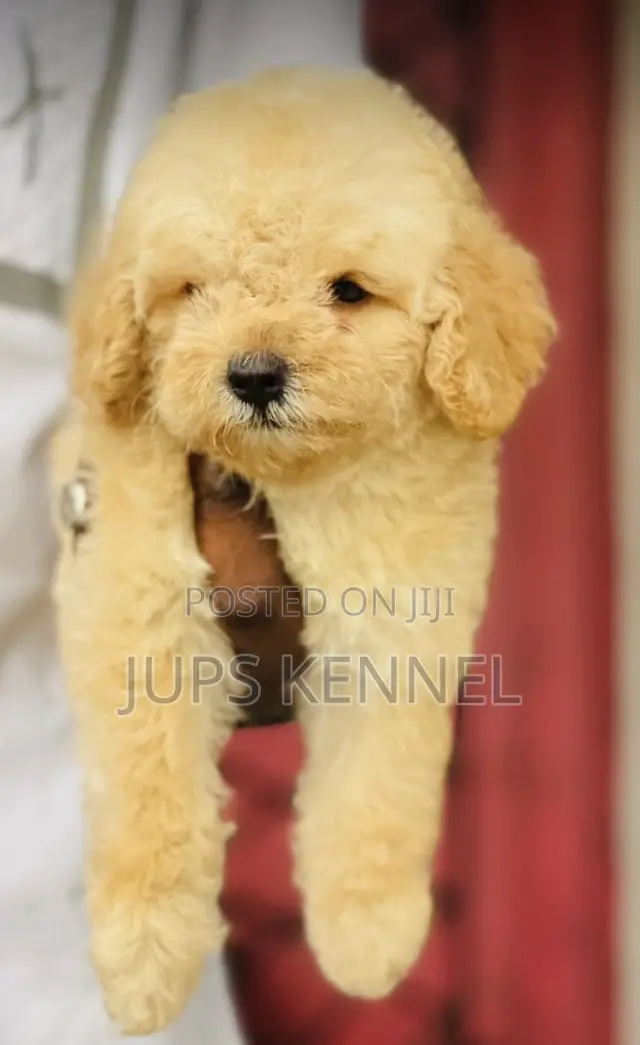 1-3 months Female Purebred Poodle
