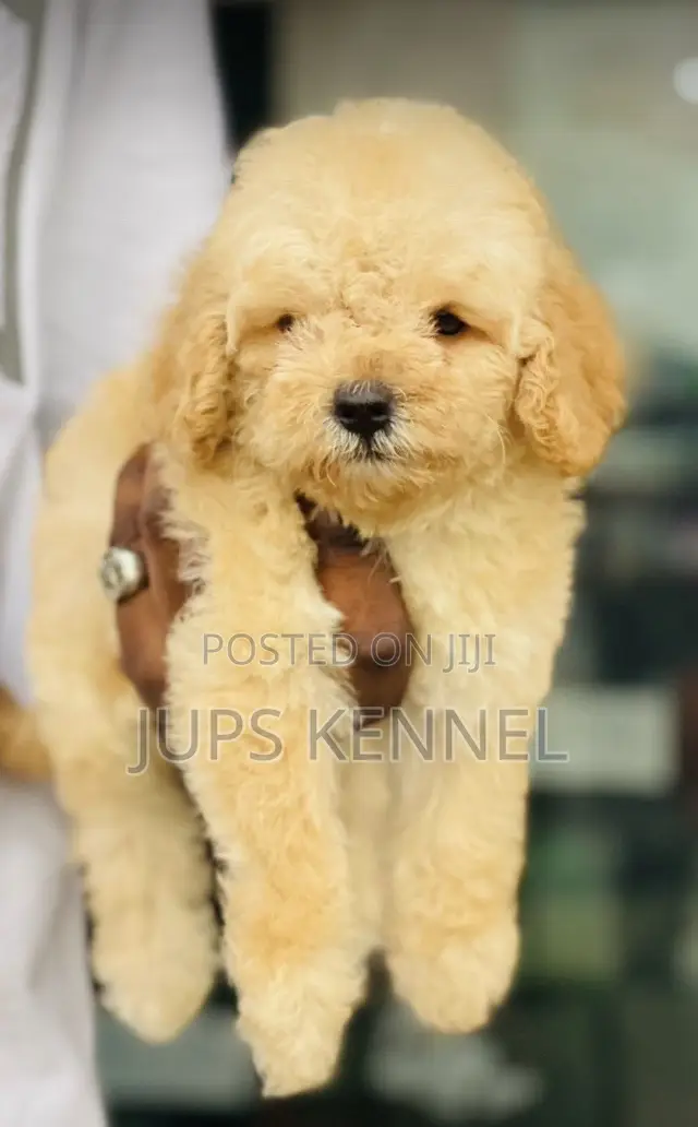 1-3 months Female Purebred Poodle