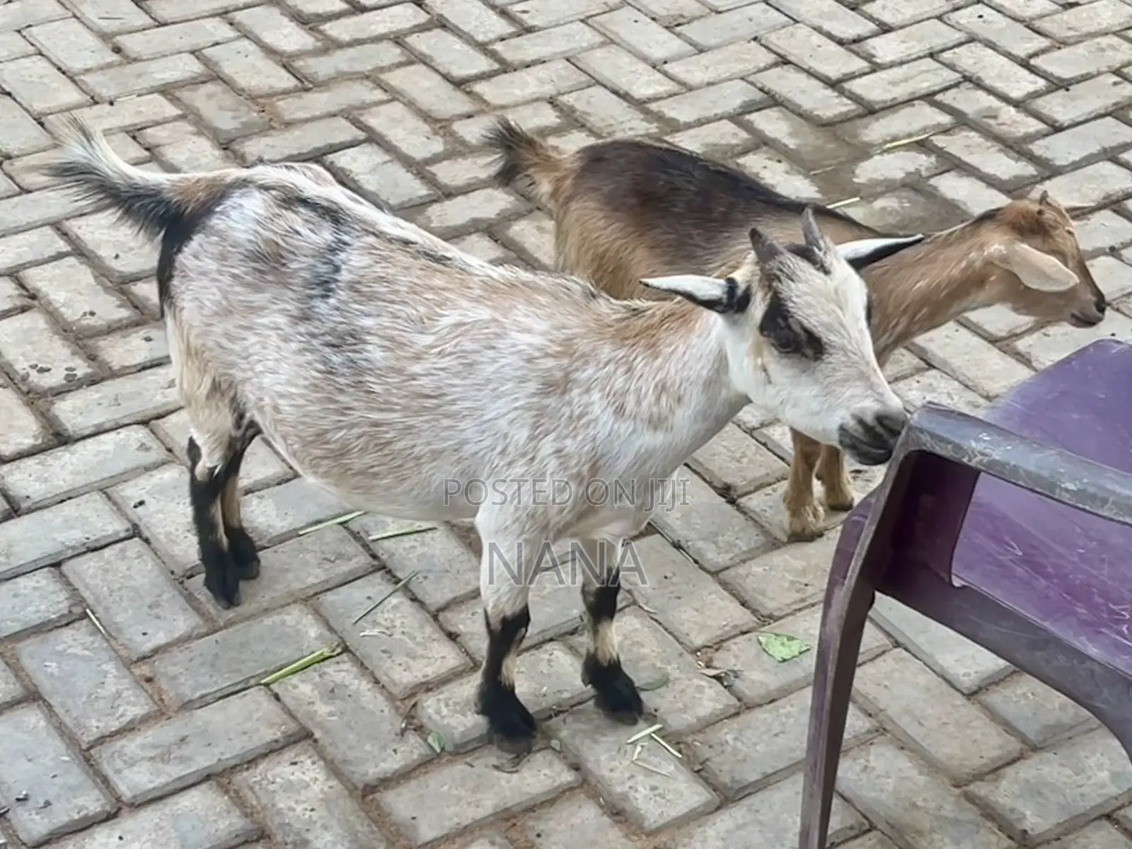 Goats for Sale and Crossing