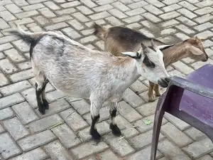 Goats for Sale and Crossing