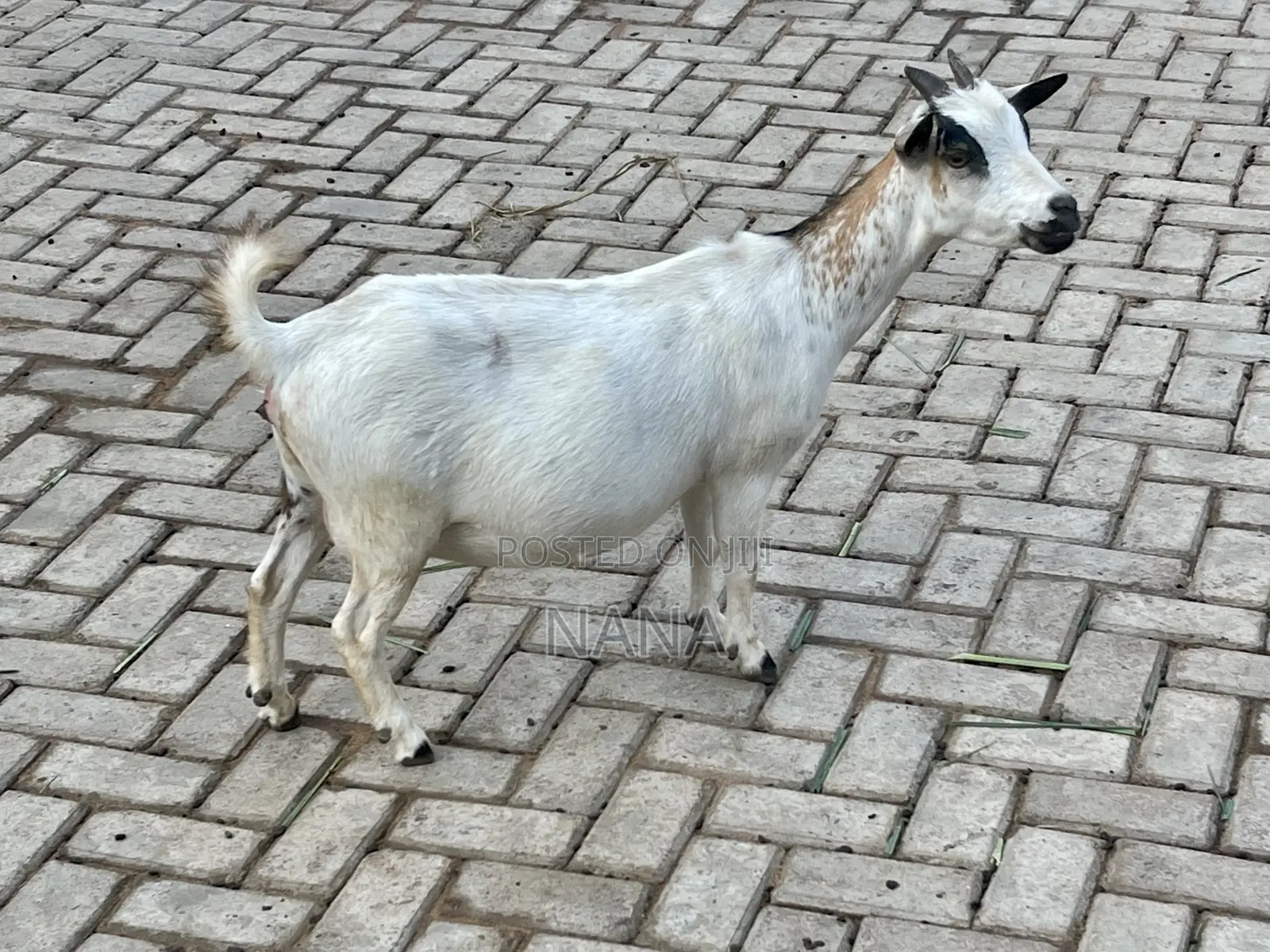 Goats for Sale and Crossing