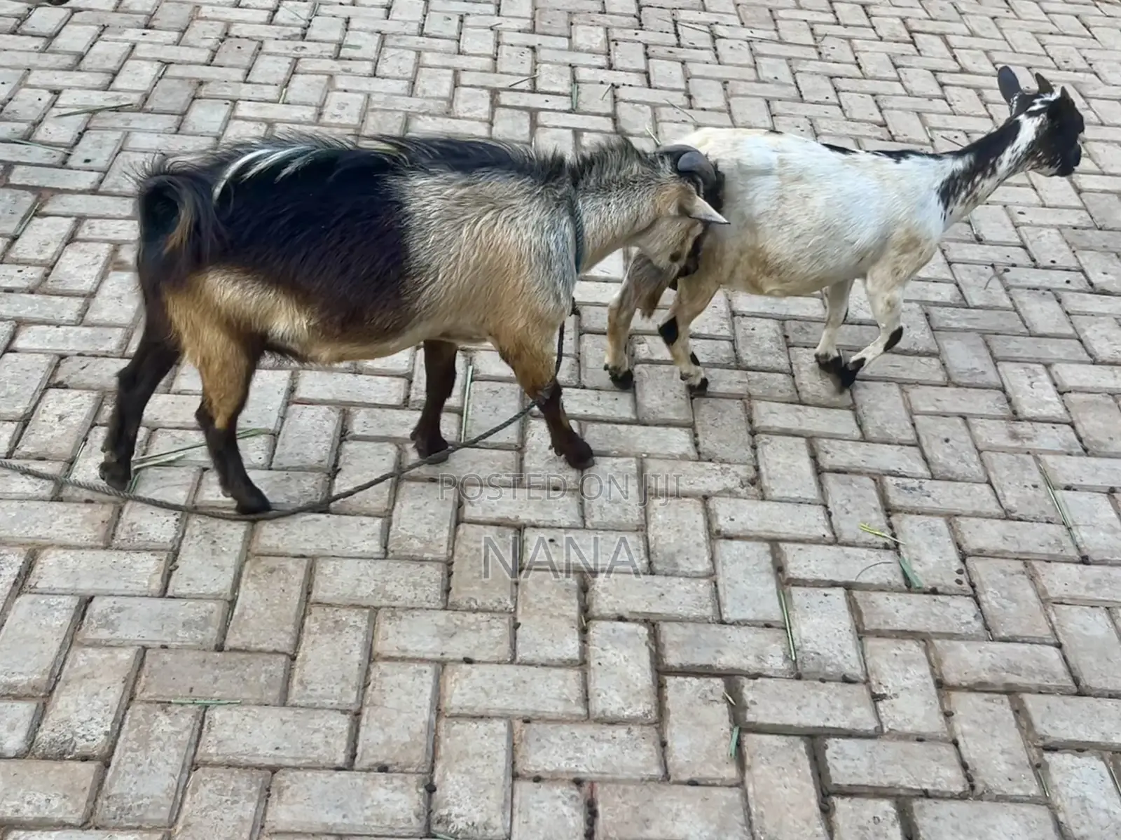 Goats for Sale and Crossing