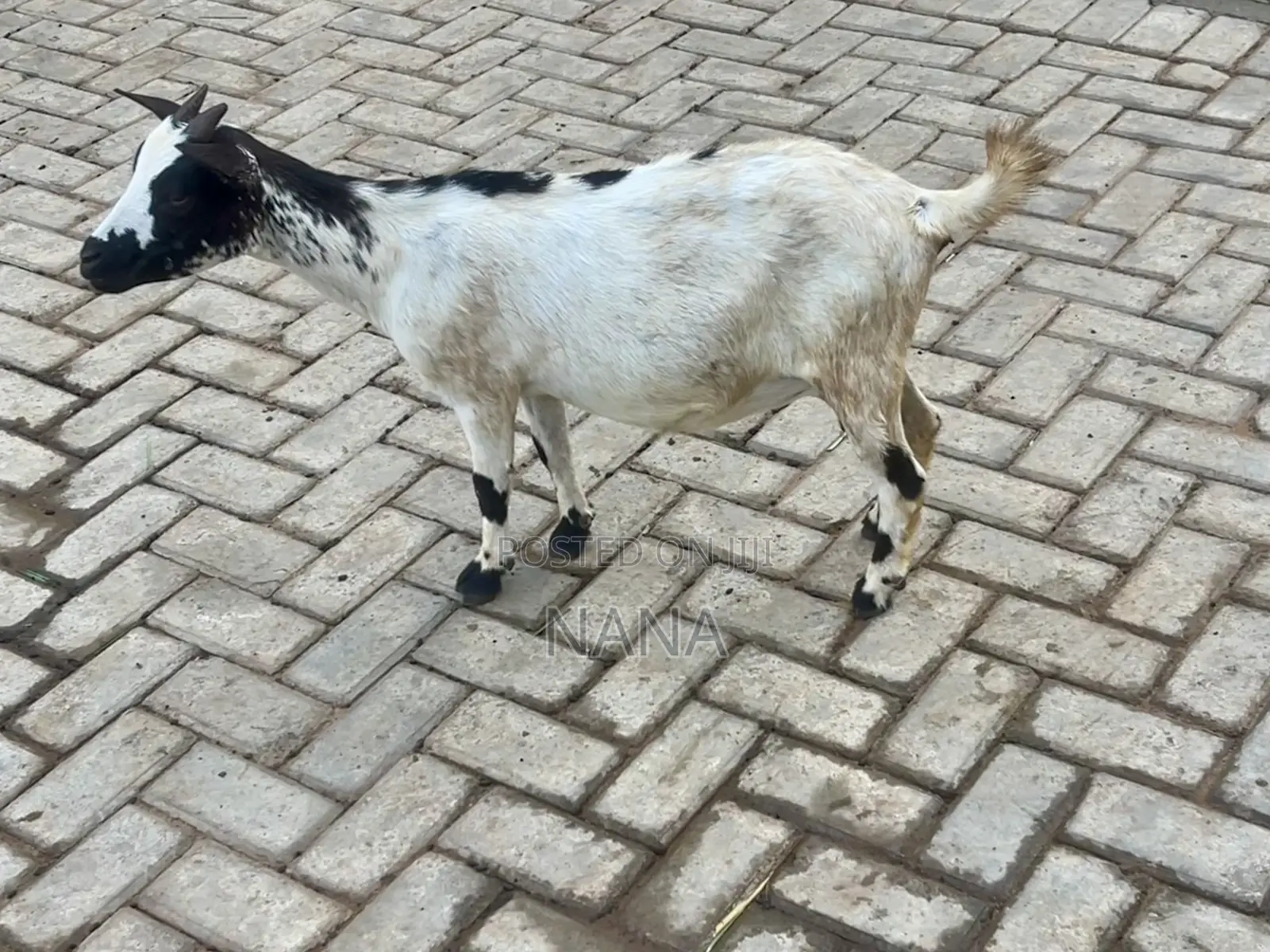 Goats for Sale and Crossing