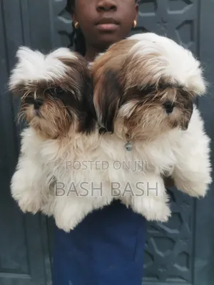 1-3 months Male Purebred Shih Tzu