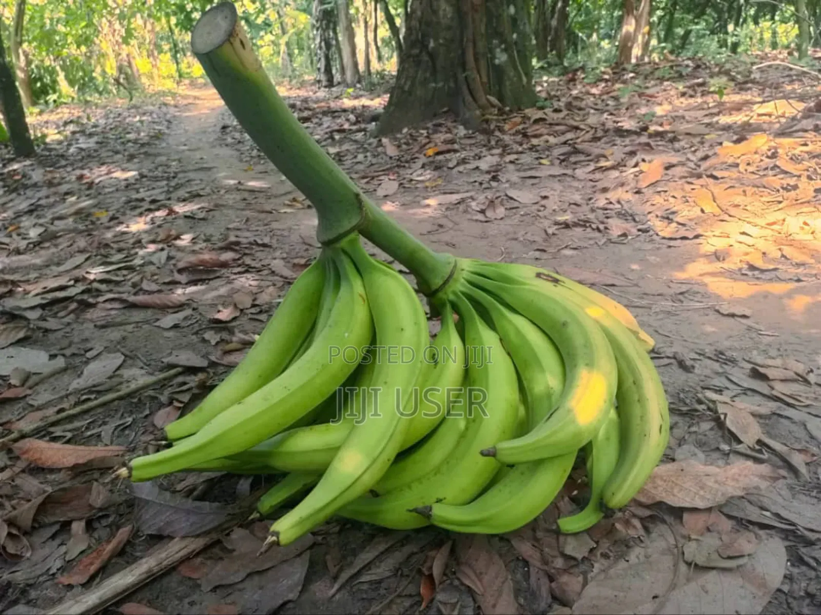 Plantain and Cocoyam Suckers Available