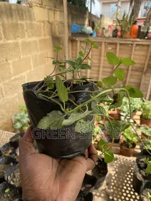 Water Mint Seedling