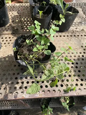 Water Mint Seedling