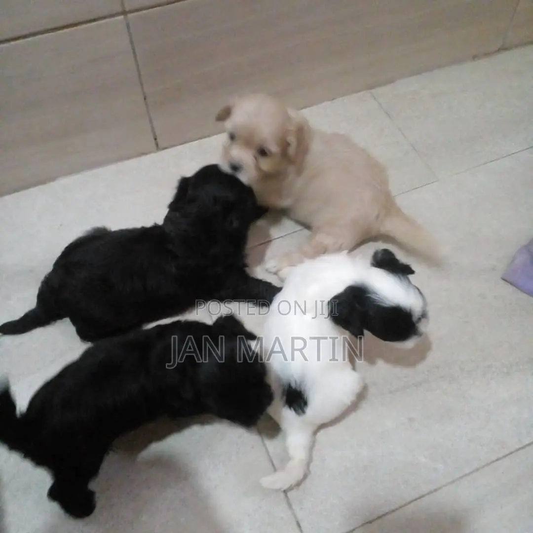 1-3 months Female Purebred Maltipoo