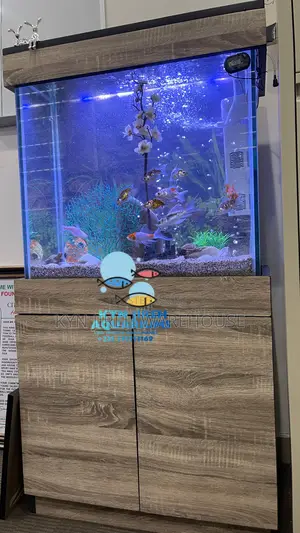 Caf Aquarium With Live Fishes