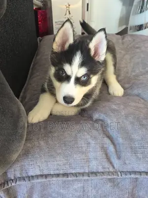1-3 months Male Purebred Siberian Husky