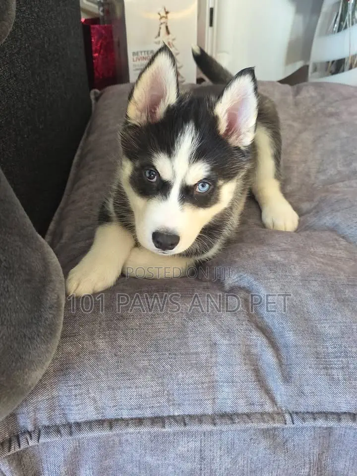 1-3 months Male Purebred Siberian Husky
