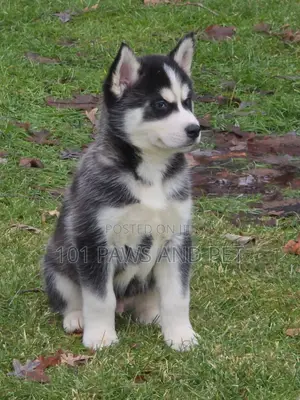 1-3 months Male Purebred Siberian Husky