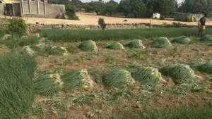 Spring Onion