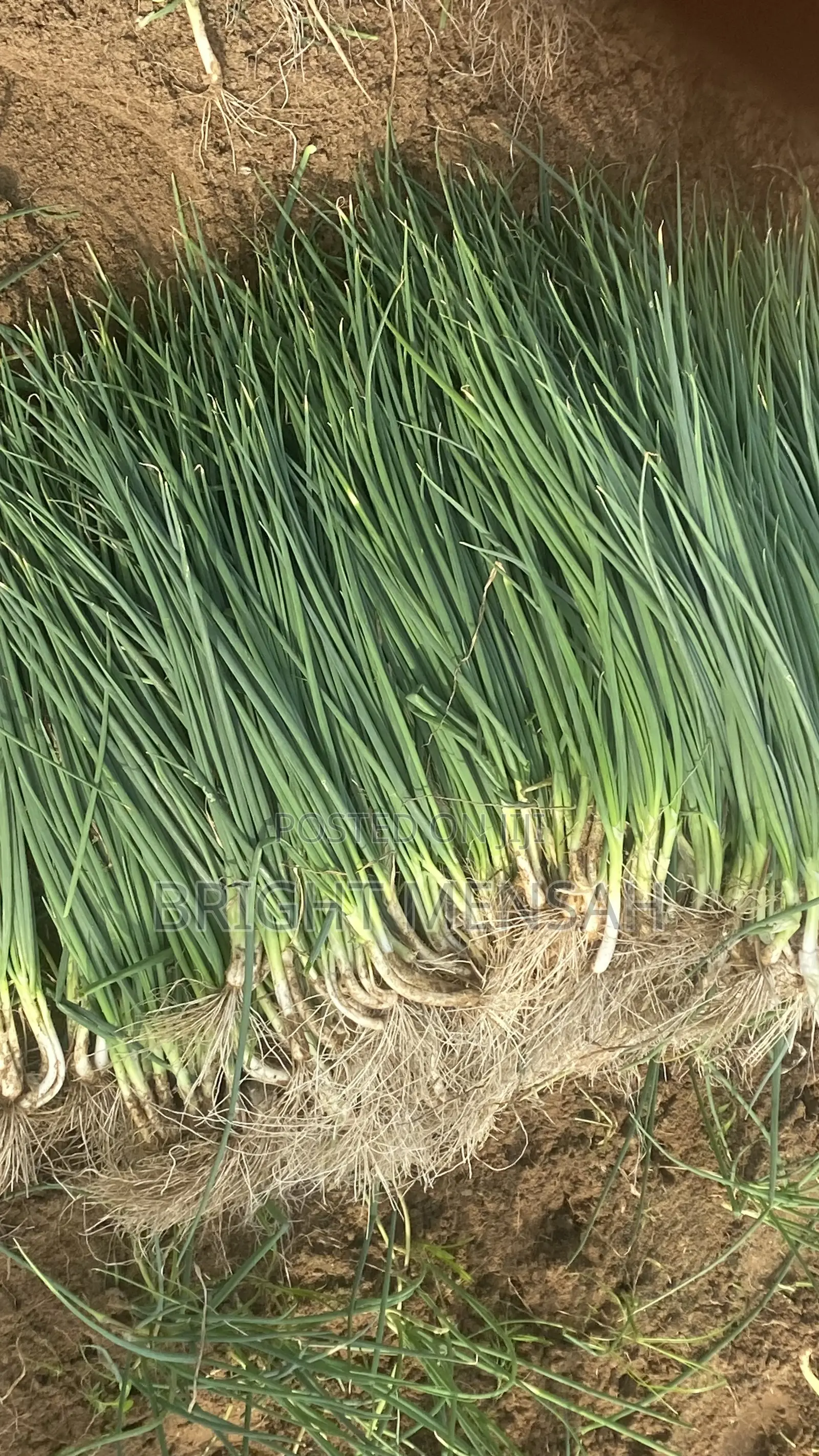 Spring Onion