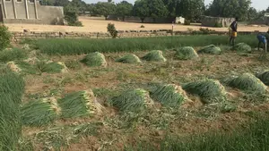 Spring Onion