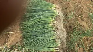 Spring Onion