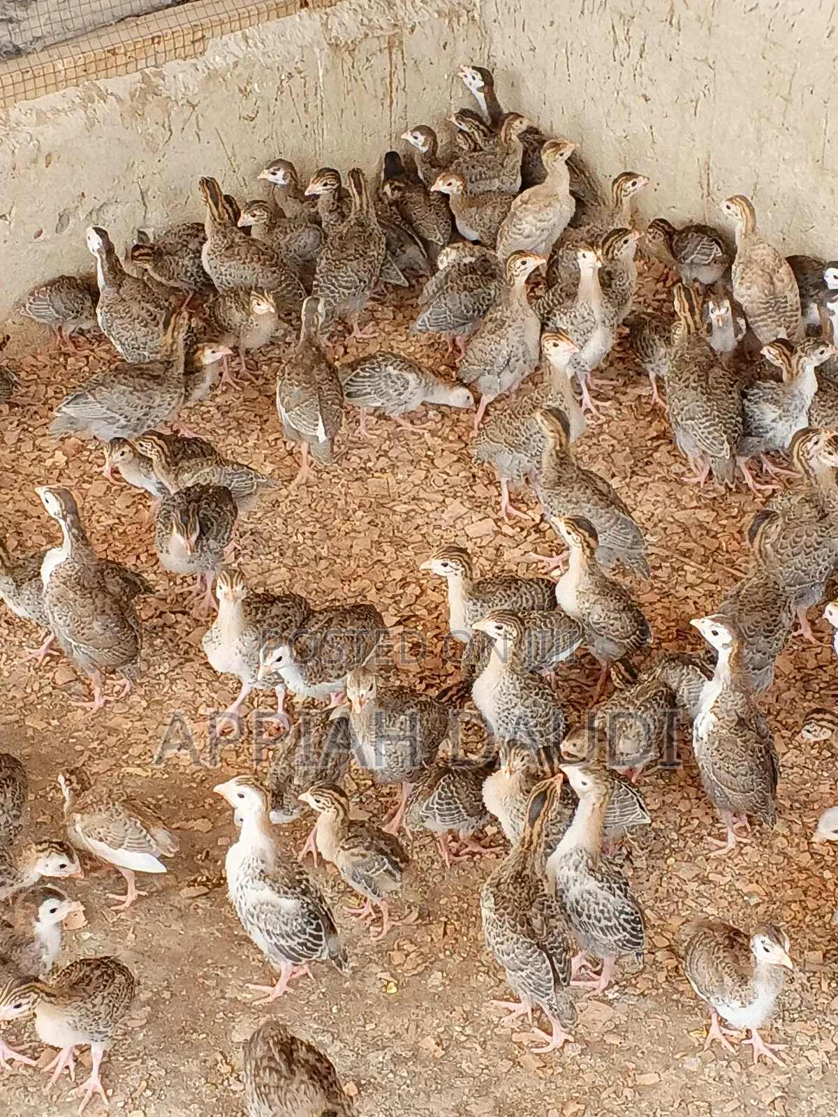 Guinea Fowl
