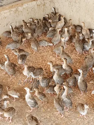 Guinea Fowl