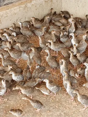 Guinea Fowl