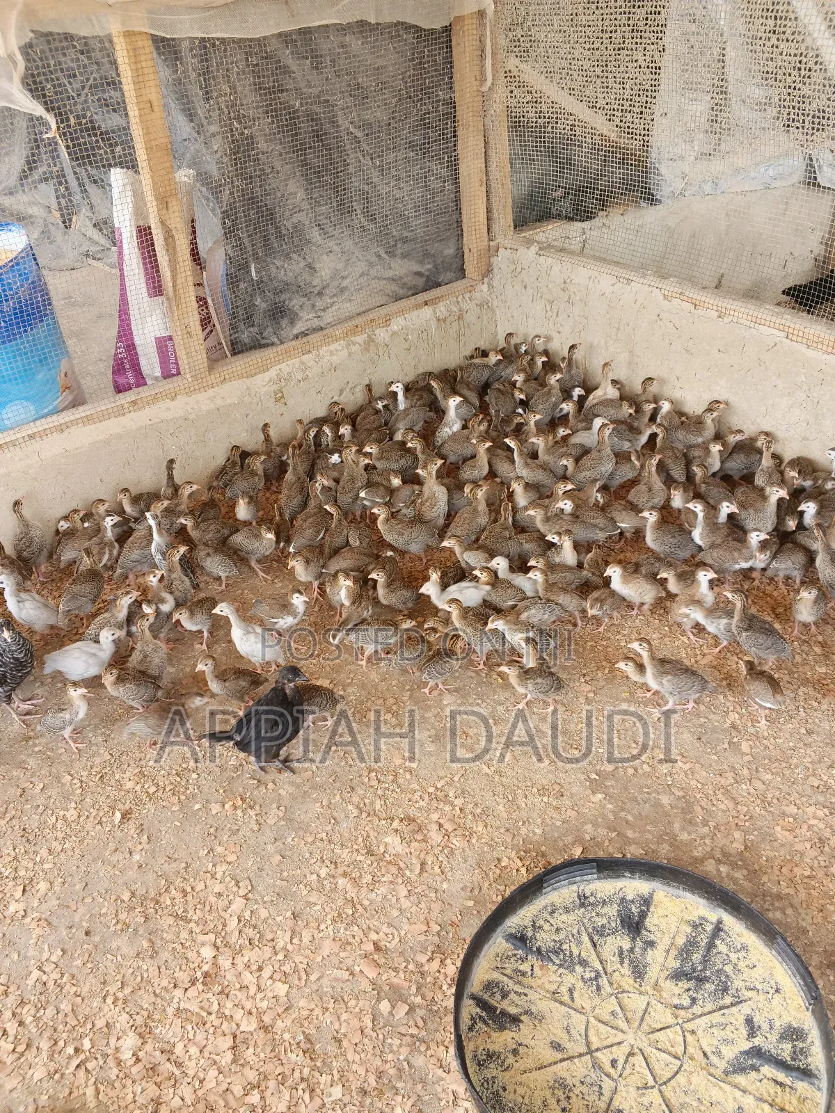 Guinea Fowl