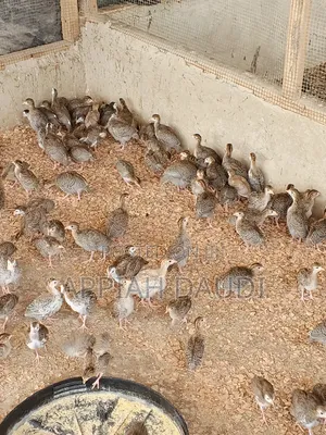 Guinea Fowl