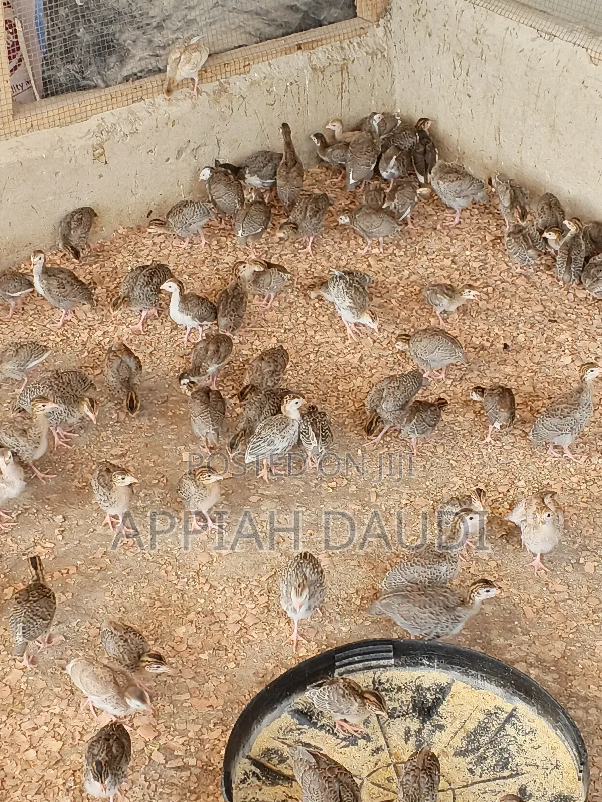 Guinea Fowl