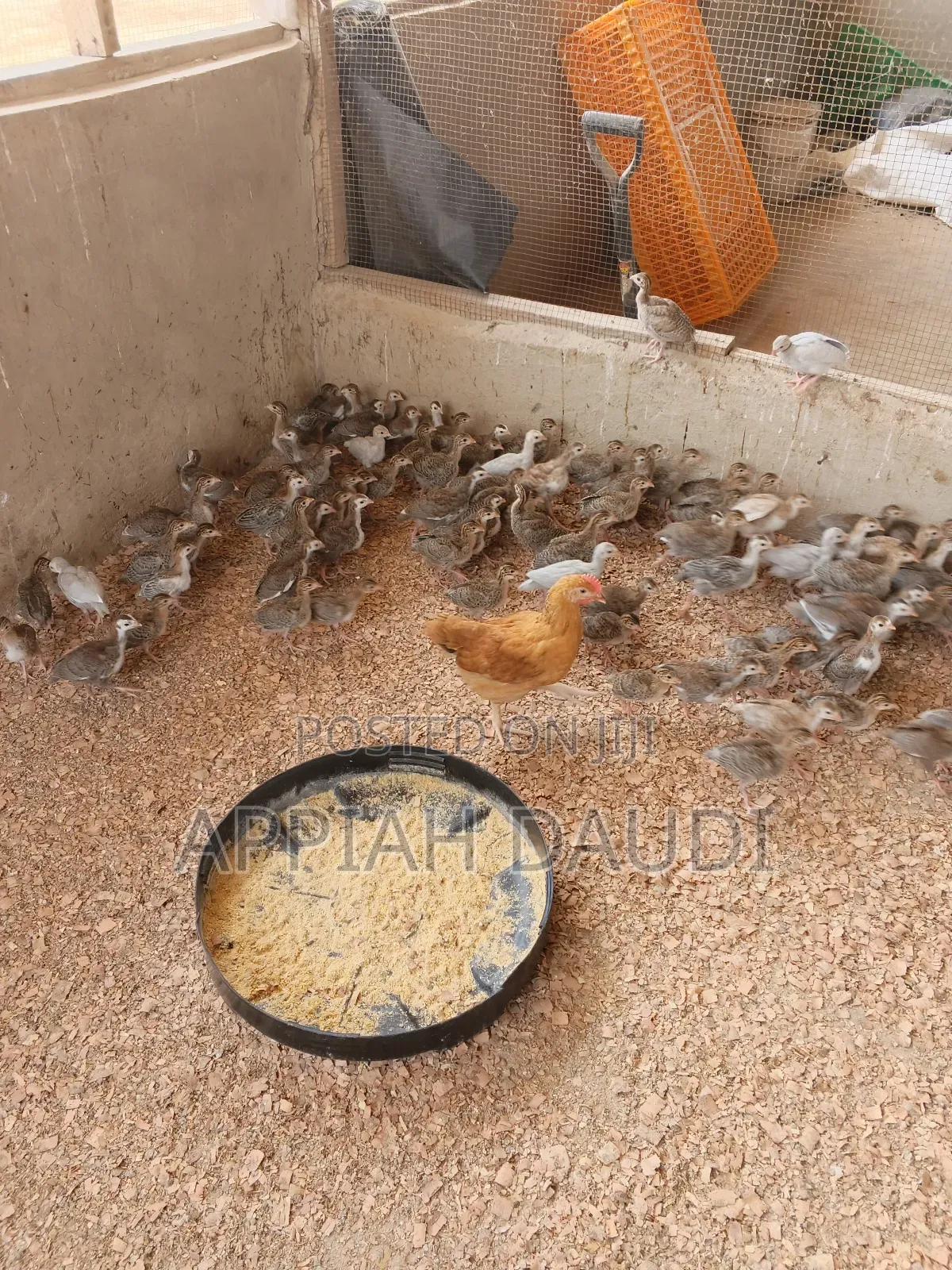 Guinea Fowl