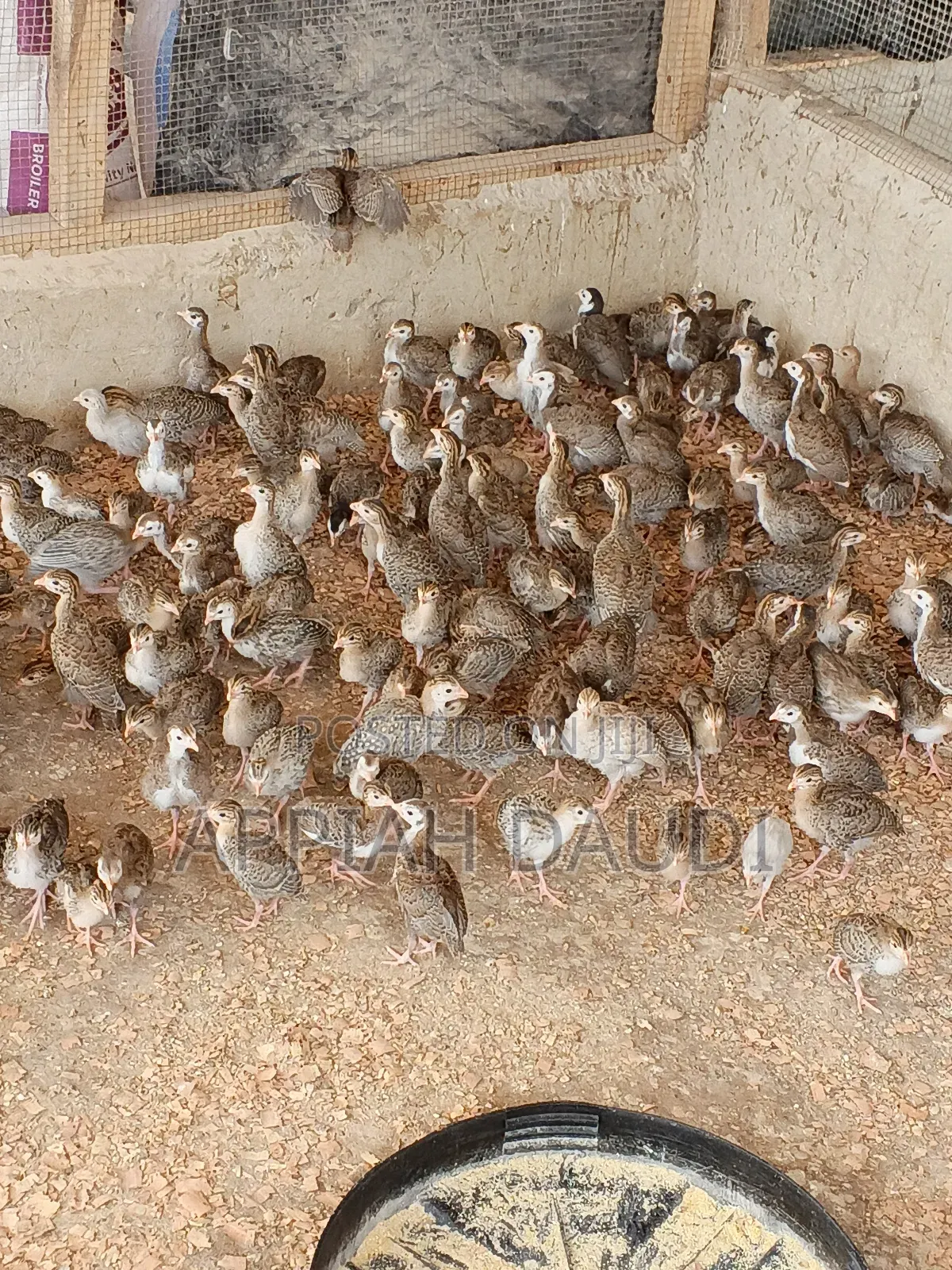 Guinea Fowl