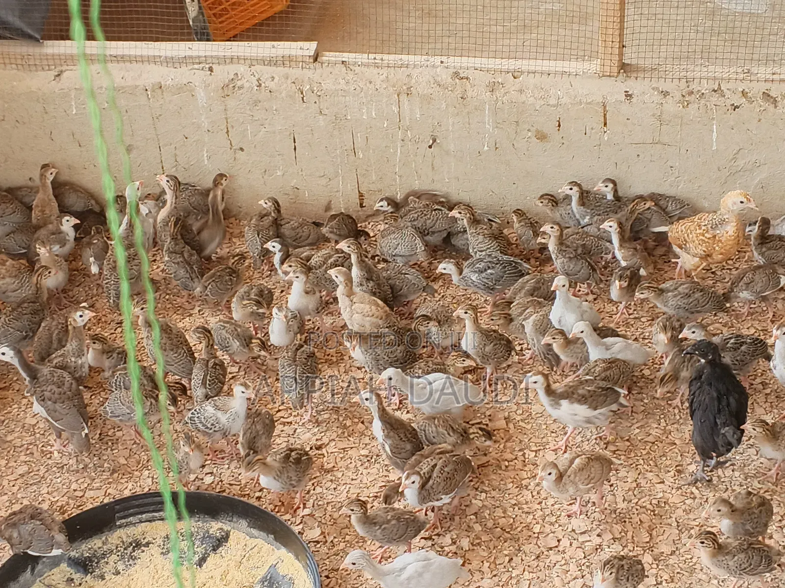 Guinea Fowl