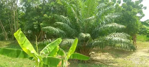 2 Plot of Land for Sale at Haatso