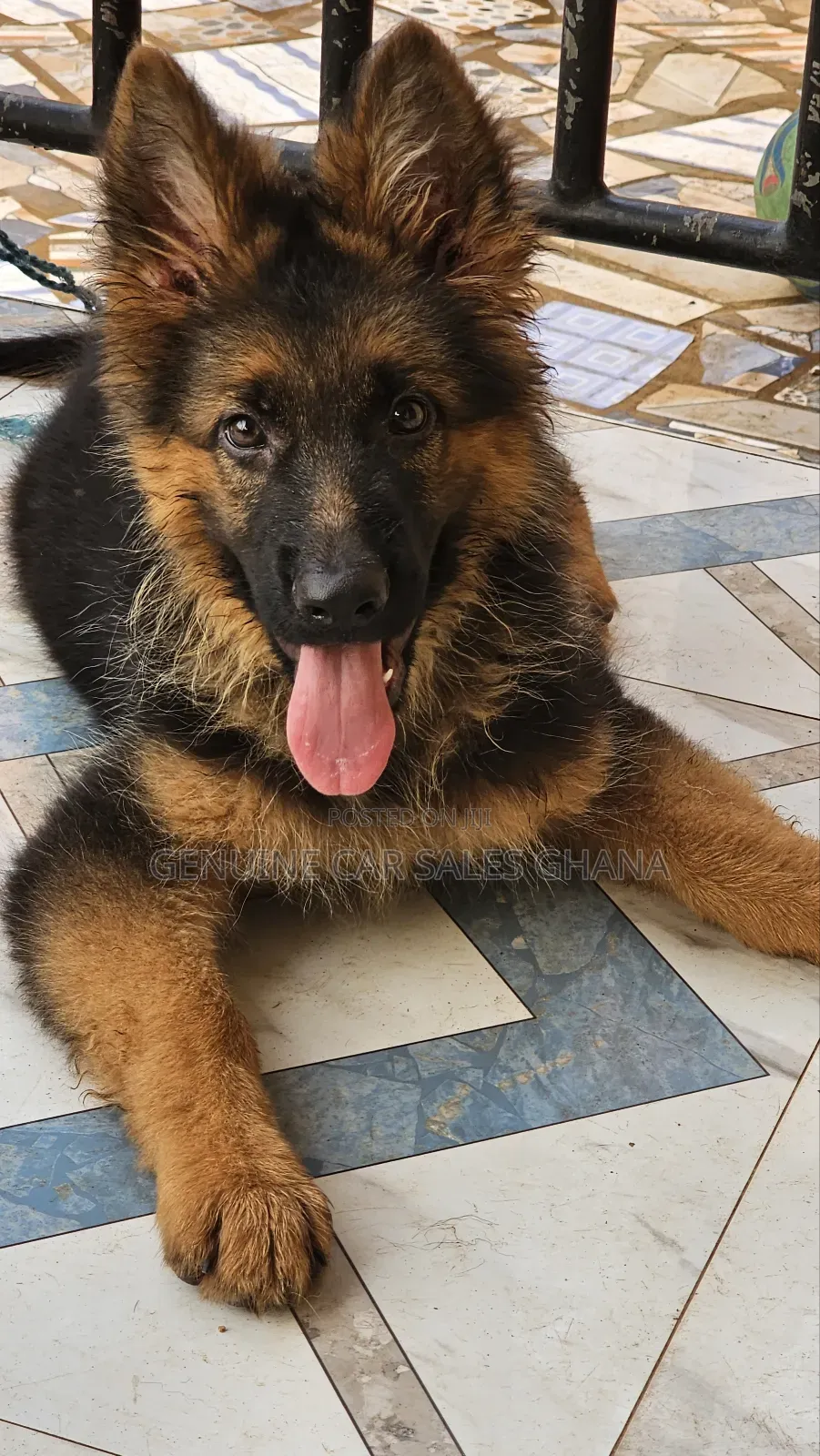 1+ year Male Purebred German Shepherd